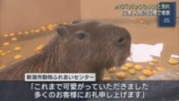 人間でいうと80歳 カピバラ「ゆうじろう」老衰で死ぬ、献花台を設置【新潟】