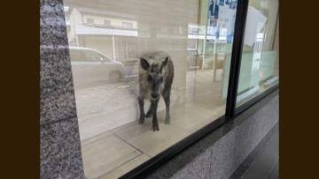【速報】カモシカが市街地に現れ銀行に侵入 吹き矢による麻酔で眠らせ捕獲 ケガ人なし【新潟・柏崎市】