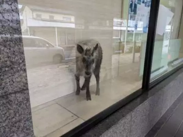 【速報】カモシカが市街地に現れ銀行に侵入 吹き矢による麻酔で眠らせ捕獲 ケガ人なし【新潟・柏崎市】