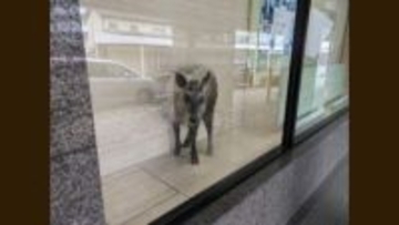 【速報】カモシカが市街地に現れ銀行に侵入 吹き矢による麻酔で眠らせ捕獲 ケガ人なし【新潟・柏崎市】