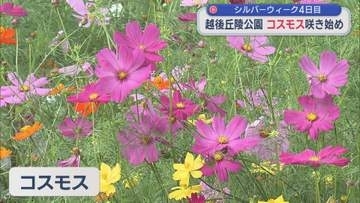 色とりどりのコスモス30万株が咲きはじめる 9月末～10月上旬に見ごろ【新潟・長岡市】