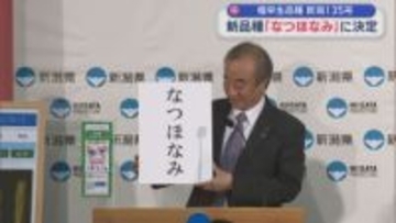 1745件の応募の中から決定！極早生品種･新潟135号の名称「なつほなみ」【新潟】
