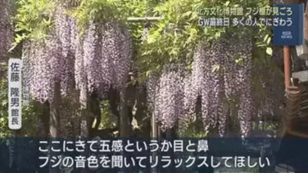 北方文化博物館のフジ棚が見ごろ GW最終日多くの人でにぎわう【新潟】