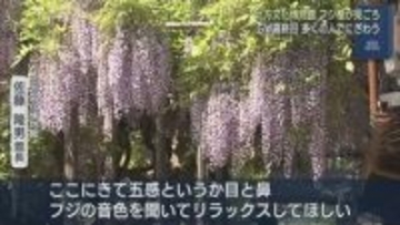 北方文化博物館のフジ棚が見ごろ GW最終日多くの人でにぎわう【新潟】