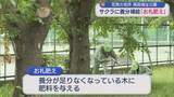 「花見の名所・高田城址公園のサクラに「お礼肥え」栄養を補給【新潟･上越市】」の画像1