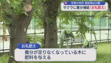 花見の名所・高田城址公園のサクラに「お礼肥え」栄養を補給【新潟･上越市】