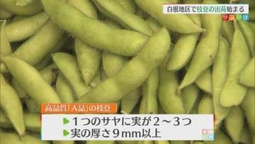 白根地区のブランド枝豆「天気にも恵まれて」上々の出来栄え 出荷始まる【新潟】