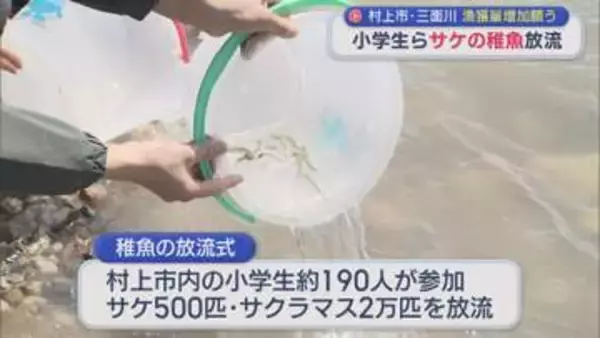 村上市･三面川の漁獲量は激減･･･小学生らがサケの稚魚を放流「元気に育って帰ってきてね」【新潟】