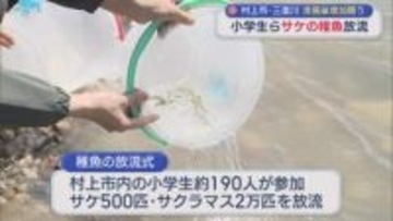 村上市･三面川の漁獲量は激減･･･小学生らがサケの稚魚を放流「元気に育って帰ってきてね」【新潟】