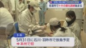 5月に石川県で本州初の放鳥に向け 佐渡市で「トキ」の順化訓練はじまる【新潟･佐渡市】