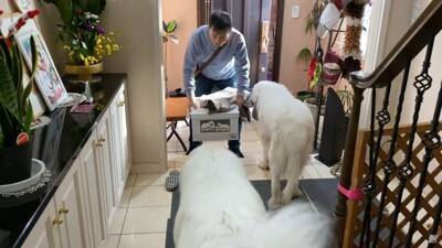 『お出かけに行ける』と勘違いした超大型犬を置いて行ったら…『まさかの反応』が必死過ぎると56万再生「分かりやすいｗ」「可愛すぎる」