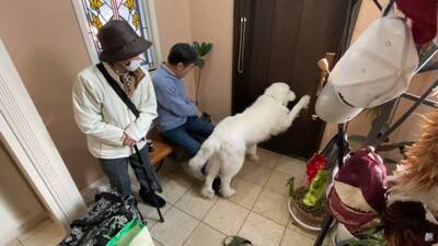 『お出かけに行ける』と勘違いした超大型犬を置いて行ったら…『まさかの反応』が必死過ぎると56万再生「分かりやすいｗ」「可愛すぎる」