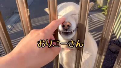 『会いに行くと幸せになれる犬』を見に行ったら…涙が出るほど『尊すぎる反応』が34万再生「可愛すぎて泣いた」「毎日会いたい」と悶絶の声続々