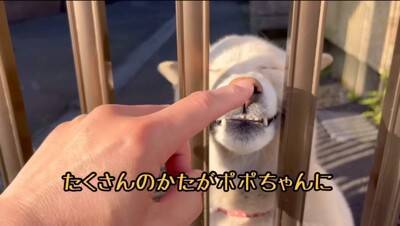 『会いに行くと幸せになれる犬』を見に行ったら…涙が出るほど『尊すぎる反応』が34万再生「可愛すぎて泣いた」「毎日会いたい」と悶絶の声続々