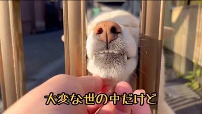 『会いに行くと幸せになれる犬』を見に行ったら…涙が出るほど『尊すぎる反応』が34万再生「可愛すぎて泣いた」「毎日会いたい」と悶絶の声続々