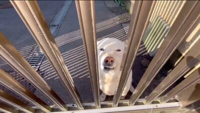 『会いに行くと幸せになれる犬』を見に行ったら…涙が出るほど『尊すぎる反応』が34万再生「可愛すぎて泣いた」「毎日会いたい」と悶絶の声続々