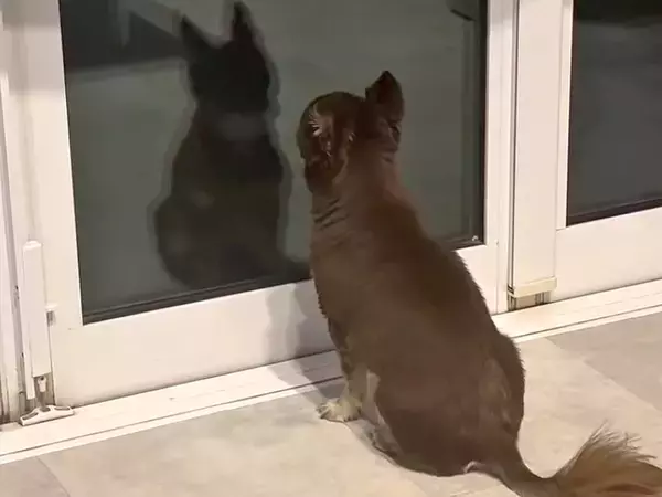 ２日間の研修に行った兄→犬が窓の前で待ち続けて…感動の再会かと思いきや『まさかの反応』に爆笑「最高ｗ」「究極のツンデレ」「愛おしい」