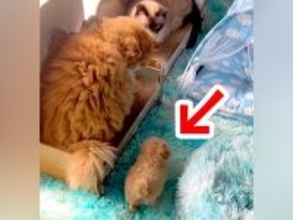 瀕死の状態で保護された赤ちゃん犬→先住猫たちが…あまりにも尊い『新しい家族との生活』が72万再生「優しい世界…」「元気になってね」と感動