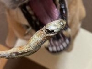 犬に『にぼし』をみせた結果→ホラー映画のような『まさかの表情』に4万いいね集まる「反応違いすぎる」「恐竜かな？」「こわ可愛いｗ」と絶賛