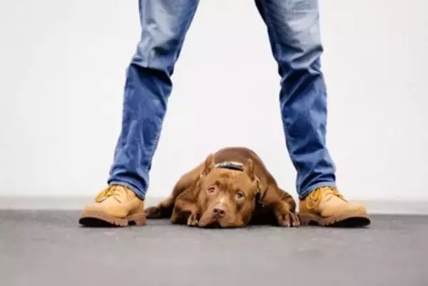 犬が『ストレス』を感じてしまう飼い主の行動4選　今すぐ改善すべきNG行為や負担をかけない環境づくりまで