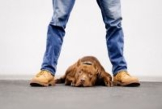 犬が『ストレス』を感じてしまう飼い主の行動4選　今すぐ改善すべきNG行為や負担をかけない環境づくりまで