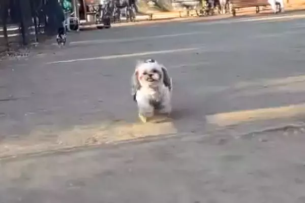 『キミもうちの子にならないか』公園で犬を撮影していたら…『まさかの乱入者』の登場が102万再生「フンフンって音好きｗ」「たまらん」 と絶賛