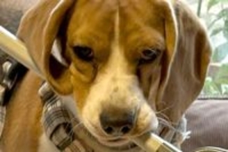 飼い主の気を引こうと『なにかしらを咥えてくる犬』→まさかの『徐々にデカくなる光景』に3万いいね「どこまで大きくなるのｗ」「考えて可愛い」