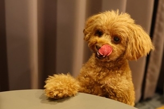 犬が飼い主に『おねだりしている』サイン5つ　要求をされたときの適切な対応まで