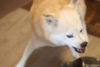 犬が他の犬に『威嚇する』心理3つ　怒ってしまう要因や落ち着かせるために飼い主がすべきことまで