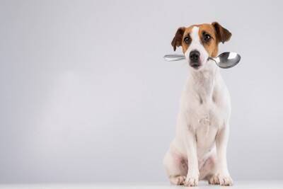 犬は『じゃがいも』を食べても大丈夫？与える際の絶対NG行為や注意点まで