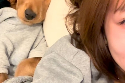 ソファで転がっていたら、添い寝しにきた犬→『嬉しいな』と寝顔を見てみたら…『衝撃的な表情』が14万再生「落花生みたいで草」「貴重な顔ｗ」