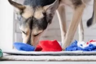 犬を満足させる『知育遊び』7つ　愛犬を楽しませるために意識すべきポイントとは？