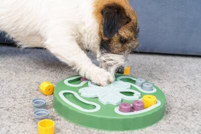 犬を満足させる『知育遊び』7つ　愛犬を楽しませるために意識すべきポイントとは？