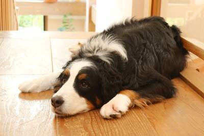 『寿命が短い』といわれている犬種５選　短命になる主な理由や健康寿命を延ばす秘訣まで