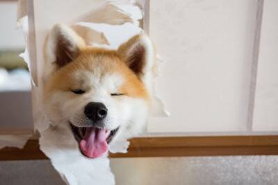 『しつけが難しい』犬種５選　飼いにくいといわれている理由や効果的なコマンドの教え方まで