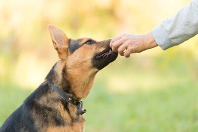 『しつけが難しい』犬種５選　飼いにくいといわれている理由や効果的なコマンドの教え方まで