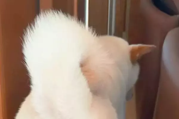 犬を置いて2階に行った結果→戻ると『ソファの裏側』で寂しがっていて…『あまりにも健気な光景』が35万再生「愛おしすぎ…」「抱きしめたい」