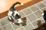 夜7時、玄関ドアを開けた結果→突然『野良子猫』が入ってきて、家にいた犬に…まさかの展開が131万再生「可愛い」「一目惚れかな」現在の様子も