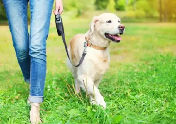 犬との散歩がもたらす「人への健康効果」とは？近年の研究結果から紐解く健康面・精神面の効果を解説【獣医師執筆】