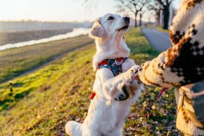犬との散歩がもたらす「人への健康効果」とは？近年の研究結果から紐解く健康面・精神面の効果を解説【獣医師執筆】