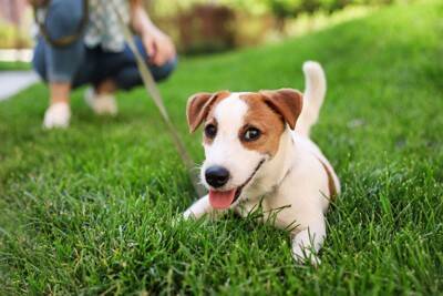 犬との散歩がもたらす「人への健康効果」とは？近年の研究結果から紐解く健康面・精神面の効果を解説【獣医師執筆】