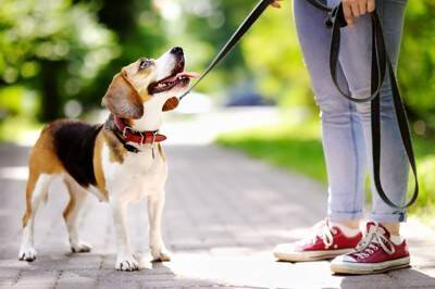 犬との散歩がもたらす「人への健康効果」とは？近年の研究結果から紐解く健康面・精神面の効果を解説【獣医師執筆】