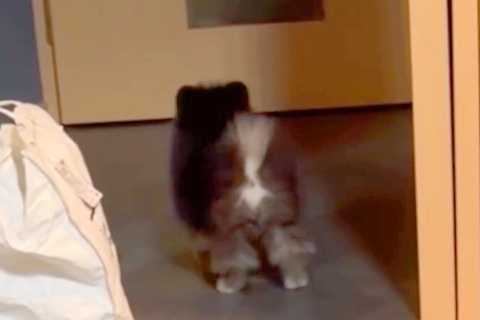 生後3ヶ月の赤ちゃん犬に『ボールを投げた』結果→なぜか取らずに戻ってきて…尊すぎる『理由』が30万再生「犬生1周目」「抱きしめたい…」