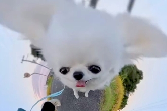 360度カメラを『犬につけてみた』結果→お風呂場でも撮影を続けていたら…とんでもない変身が78万再生「可愛すぎてずっと見たい」「爆笑」