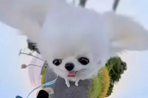 360度カメラを『犬につけてみた』結果→お風呂場でも撮影を続けていたら…とんでもない変身が78万再生「可愛すぎてずっと見たい」「爆笑」