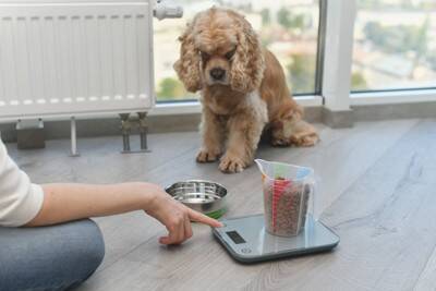 犬が『食べ過ぎた』と思っているときにみせるサイン5選　飼い主が必ずすべき食事管理のポイントまで