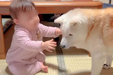 赤ちゃんが『老犬』を大好きになった結果→抱きしめようとして…あまりにも尊い『幸せなやり取り』が36万再生「愛情で溢れた空間」「癒された」