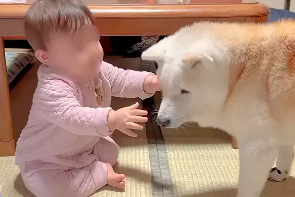 赤ちゃんが『老犬』を大好きになった結果→抱きしめようとして…あまりにも尊い『幸せなやり取り』が36万再生「愛情で溢れた空間」「癒された」