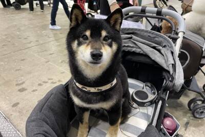 国内最大級のペットイベント「インターペット2024」スタート！ペットの最新トレンドをキャッチ