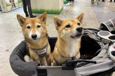 国内最大級のペットイベント「インターペット2024」スタート！ペットの最新トレンドをキャッチ